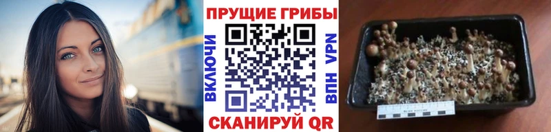 Купить закладки  Бронницы  Псилоцибиновые грибы мицелий 